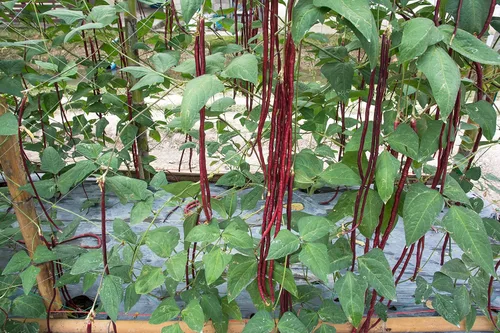 Vista 3 de Purple Yard - Semillas de frijol largo, más de 85 semillas, semillas de frijoles largos asiáticos, semillas de frijoles de espárragos, Phaseolus