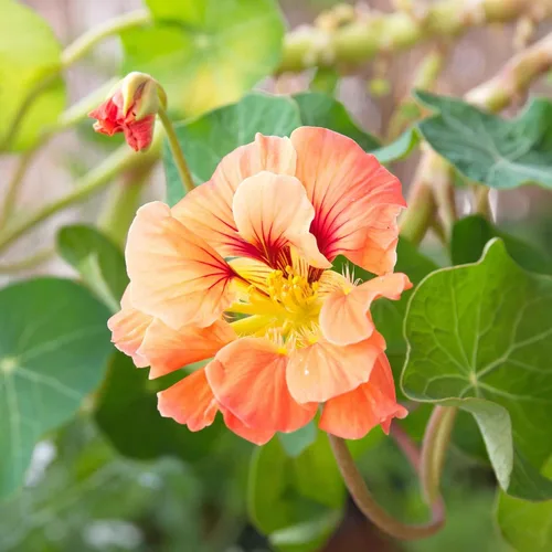 Vista 26 de Eden Brothers Semillas de Nasturtium - Semillas de Alaska Gold sin transgénicos para plantar, 1 onza Semillas de flores de bajo mantenimiento