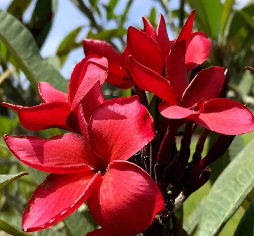 Vista 4 de Hawaiian Paradise Starter Collection - Paquete de 3 esquejes de plantas Plumeria