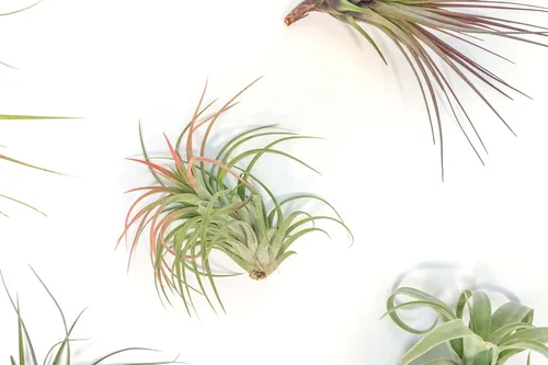 Vista 2 de Air Plant Shop Paquete de 5 plantas de aire variadas para coleccionistas, al por mayor y a granel, suculentas, Tillandsia viva, plantas