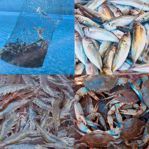 Vista 7 de Trampa de cebo de pesca, 2 paquetes de trampa para cangrejos, trampa para cangrejos, trampa para cangrejos, langosta y camarones, redes de pesca