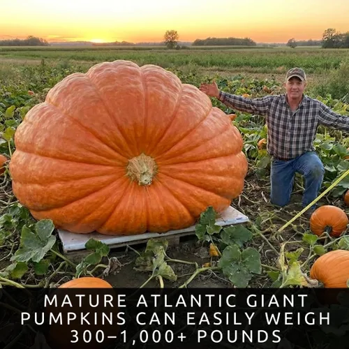 Vista 2 de La calabaza más grande del mundo 10 semillas Cultiva calabazas gigantes del Atlántico