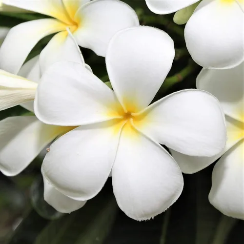 Vista 7 de Hawaiian Rare Plumeria Frangipani Planta esquejes rojo, blanco, amarillo, rosa - 10 pulgadas - Descuento Hawaiian Gifts LQ4 (rojo)