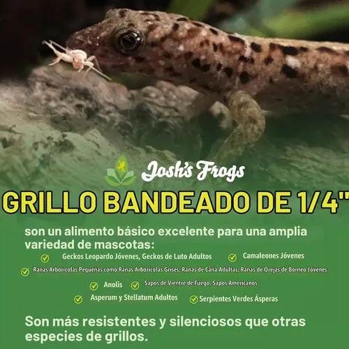 Vista 2 de Grillos de 1/4 pulgada agrupados de Josh's Frogs (120 unidades)