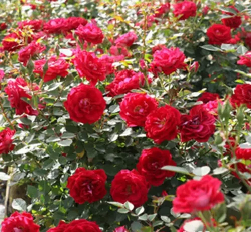 Vista 4 de 1000 semillas + Muti Color Mix Rose Seeds - Flores exuberantes, perennes, mariposa fragante trepadora de vid, semillas de flores. Semillas de rosa