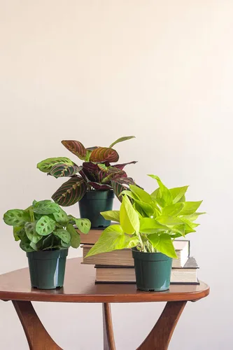 Vista 3 de Urban Jungle Philodendron Cordatum en maceta cultivadora de 4 pulgadas (planta viva)