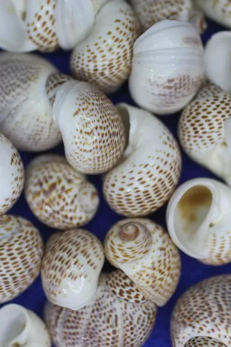 Vista 6 de Conchas marinas Natica Tigerina para cualquier proyecto de manualidades. Se venden en paquetes de 50 ~ Pequeñas, estampadas por la naturaleza y un