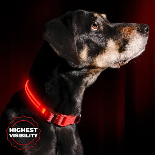 Vista 11 de Collar para perros LED Illumiseen, recargable por USB, Anaranjado encendido