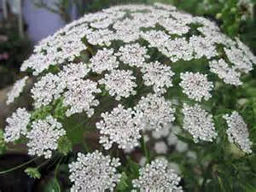 Vista 2 de Semilla de flor de obispo, 100 semillas, anual, hermosa flor!