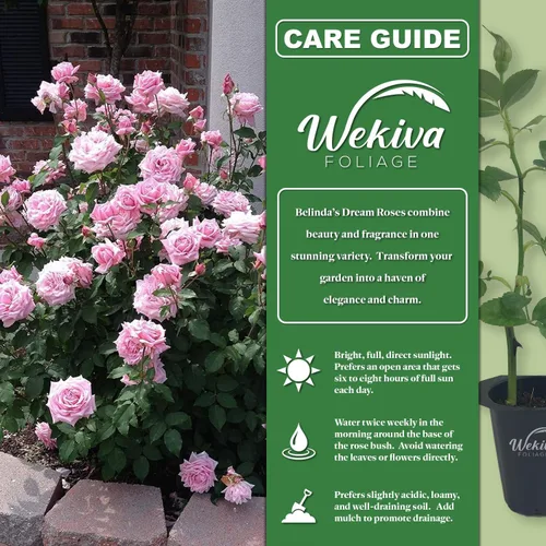 Vista 2 de Belinda's Dream Rose Bush - Planta de inicio vivo en una maceta de 2 pulgadas, rosa bellamente fragante de Florida, una belleza versátil con una