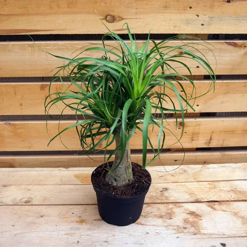 Vista 3 de Palmera de cola de caballo, planta viva en una maceta de cultivo de 6 pulgadas, Beaucarnea Recurvata, hermosa planta de interior suculenta de aire