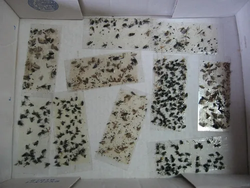 Vista 3 de Paquete de 10 trampas adhesivas para grillo, cucaracha/escorpión de camello