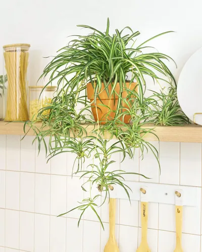 Vista 5 de Live Houseplant - Planta de araña rizada Bonnie de 4 pulgadas, planta de interior de fácil cuidado, plantas de interior vivas - Plantas