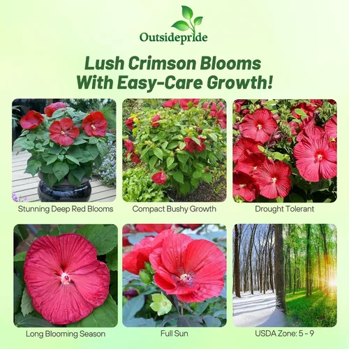 Vista 2 de Outsidepride Luna Red Hibiscus Seeds - 10 semillas de flores perennes para plantar aptas para polinizadores, flores grandes y elegantes con follaje