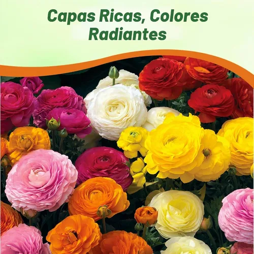 Vista 6 de Outsidepride 20 semillas anuales de ranúnculo persa ranúnculo macé flor semilla mezcla para plantar Mezcla de Mache