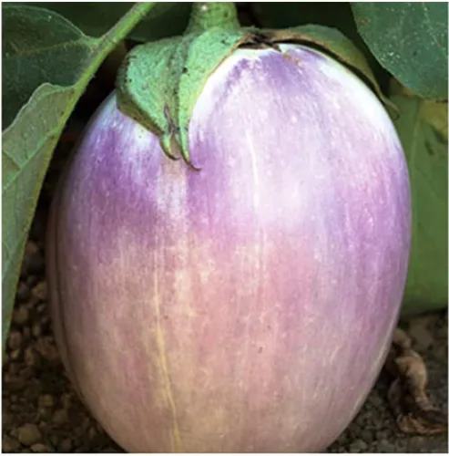 Vista 3 de Semillas de berenjena Black Beauty