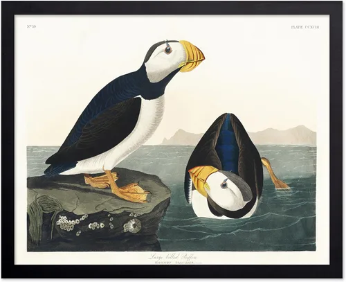 Vista 96 de Poster Master Póster vintage de James Audubon – Impresión retro de amargo americano – Arte de aves de América – Regalo para hombres, mujeres
