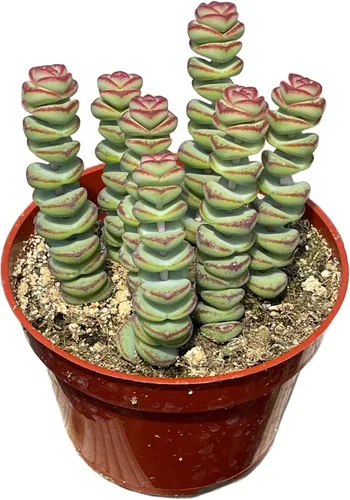 Vista 5 de The Succulent Cult - Collar de bebé de Crassula de 4 pulgadas, plantas suculentas raras totalmente arraigadas en suelo suculento, planta de casa