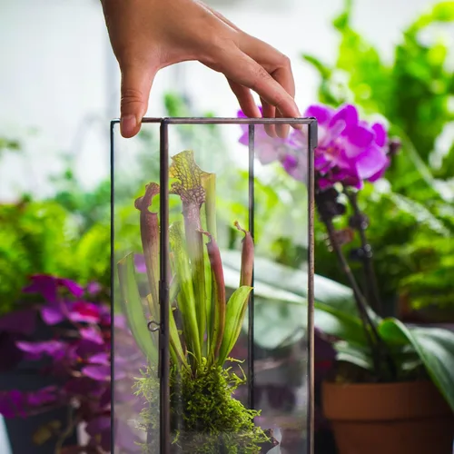 Vista 6 de NCYP Terrario de cristal cerrado con puerta, 3.9 x 3.9 x 11.8 pulgadas, maceta rectangular alta para helechos, plantas suculentas, decoración