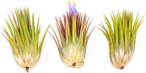 Vista 7 de Jumbo Air Plant Ionantha Guatemala 'Macho' - Plantas suculentas de interior y exterior de Tillandsia vivas - Disponible al por mayor y a granel
