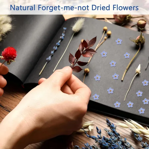 Vista 5 de Nuanchu Flores secas naturales "Don't Forget Me", flores secas prensadas reales para joyería, fabricación de velas, tarjetas, adornos de resina