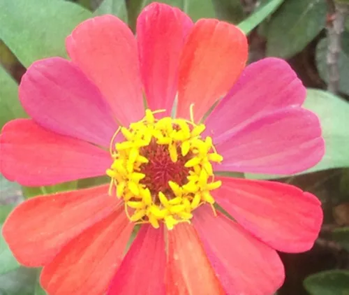 Vista 4 de Planta de semillas de flor de zinnia mixta 5G