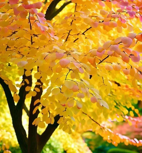 Vista 2 de Cercidiphyllum japonicum (árbol Katsura japonés, árbol Judas japonés) Semillas de árbol, follaje elegante y aromático y colores vibrantes de otoño