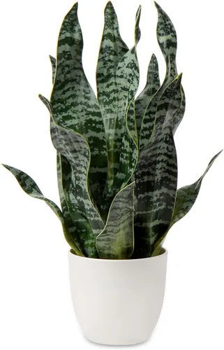 Vista 15 de Hollyone Planta de serpiente falsa de 12 pulgadas, pequeña planta de serpiente artificial en maceta con maceta de cerámica, planta Sansevieria