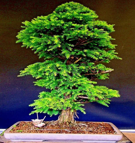 Vista 2 de 20 Seeds Cryptomeria Japonica Semillas de cedro rojo japonés Sugi Evergreen