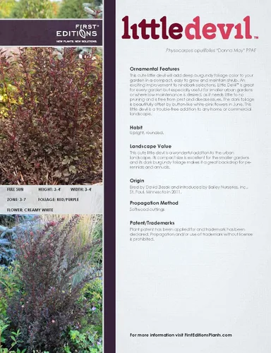 Vista 4 de Primeras ediciones - Physocarpus op. Little Devil (Ninebark) Arbusto, follaje burdeos, #3 - Contenedor