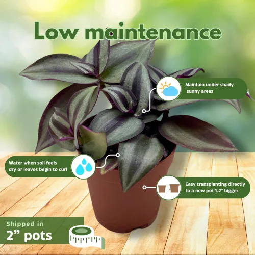 Vista 5 de Surtido de Wandering Due, variedad Tradescantia, 2 pulgadas, juego de 3 pequeñas mini plantas Pixie