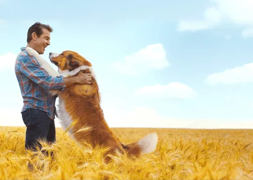 Vista 5 de A Dog's Journey / A Dog's Purpose 2-Movie Collection [DVD]