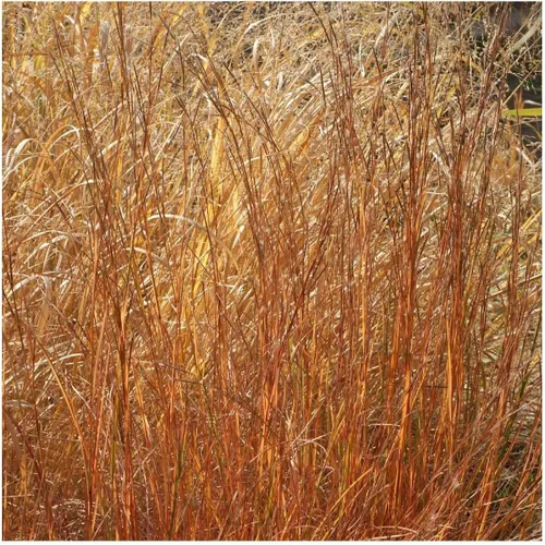 Vista 3 de Everwilde Farms - Semillas de hierba nativa Little Bluestem de 1 onza - Gold Vault