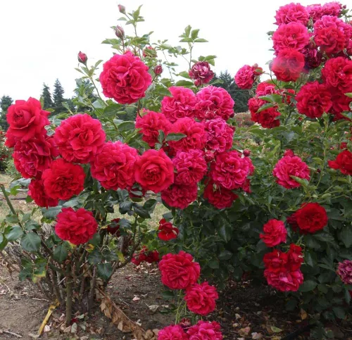 Vista 2 de Heirloom Roses Red Rose Bush - Planta de rosas de leyenda inglesa viva Courageous™ para plantar al aire libre