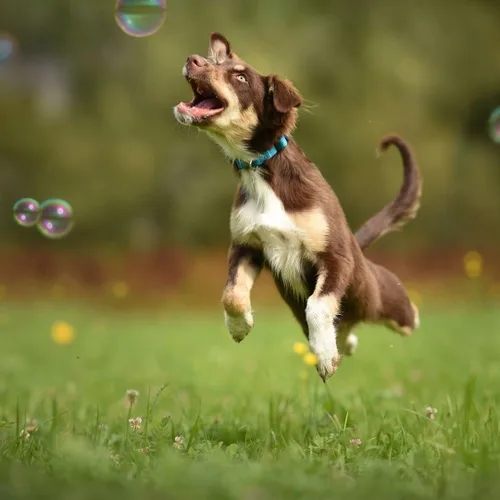 Vista 4 de Burbujas para perros – Bubbletastic - Burbujas perfumadas de tocino – Paquete de 2 – Incluye varitas. 16 onzas en total