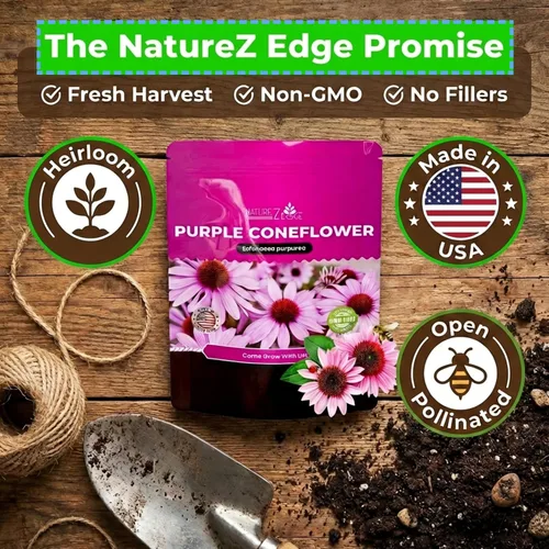 Vista 3 de Semillas de Equinácea, Semillas de Flor de Cono Púrpura, Más de 2300 Semillas de Equinácea para Plantar, Sin OGM, Polinización Abierta, Semillas