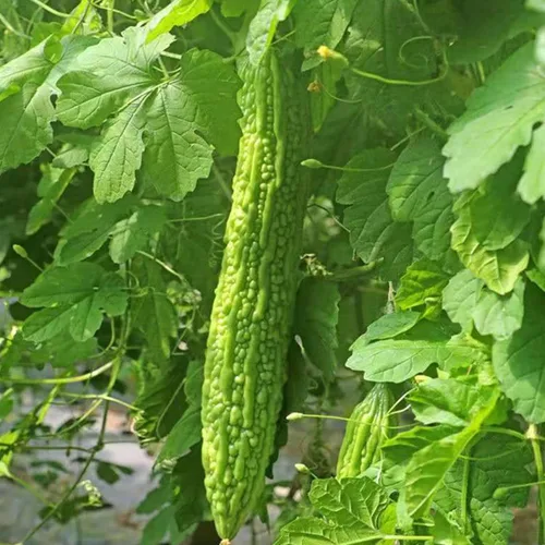 Vista 5 de 50 piezas de semillas de calabaza amarga sin OMG, semillas de melón amargo, semillas de calabaza amarga, bálsamo y pera