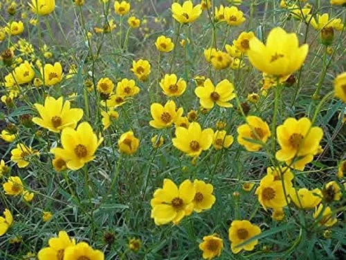 Vista 6 de Caléndula del pantano - Las flores brillantes de oro amarillo volverán a sembrar (25 - Semillas)