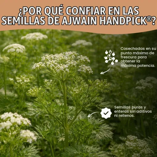Vista 6 de HANDPICK Ajwain Seeds (14 onzas) Semillas de Carom, Ajwain entero, Obispos Cálido y aromático, sin OMG, sin gluten, procedente de la India