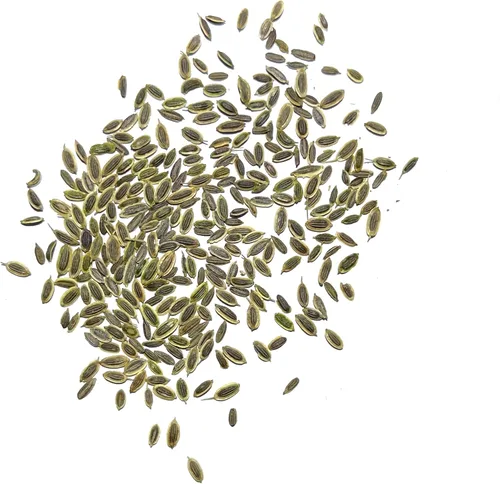 Vista 4 de Seed Needs Semillas de eneldo para plantar ramo de hierbas, semillas de hierbas sin OMG y sin tratar para plantar un jardín cultivado en casa