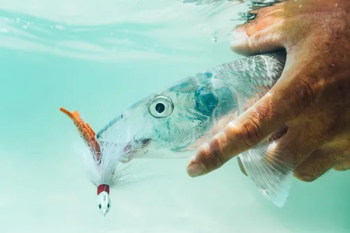 Vista 2 de Berkley Gulp! Shrimp Saltwater Fishing Soft Bait Camarones Naturales