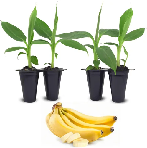 Vista 2 de Plantas de plátano Basjoo (Musa basjoo) (paquete de 4) – Plantas vivas para plantar, plátano resistente al frío para un aspecto tropical exuberante