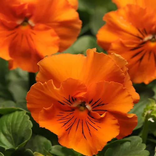 Vista 7 de Outsidepride Frizzle Sizzle - Semillas de pensamiento de viola naranja para plantar, 50 unidades. Flores bienales, resistentes al frío y aptas