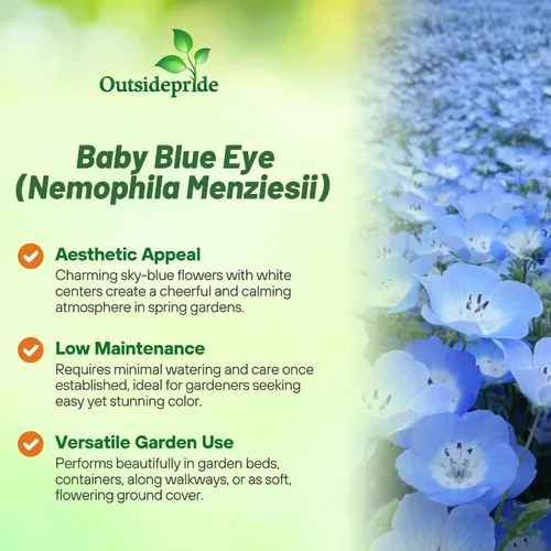 Vista 3 de Outsidepride Nemophila Baby Blue Eyes - Semillas anuales de flores silvestres de crecimiento rápido, resistentes y autosembradas para plantar flores