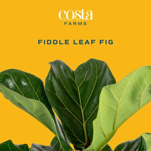 Vista 2 de Costa Farms Ficus Lyrata, higo vivo de hoja de violín, árbol de interior, Jardinera de decoración