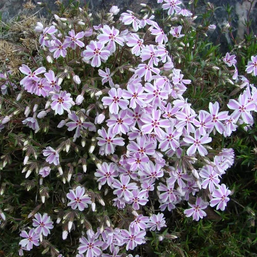 Vista 7 de Phlox rastrero rosa y blanco, planta viva de Phlox, bien enraizada, cubierta de suelo perenne rastrera