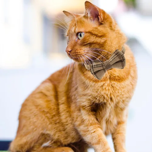 Vista 6 de Breakaway - Collares para gatos – Pajarita a cuadros y bandana para gatos con campana para niñas y niños, accesorios suaves y ajustables
