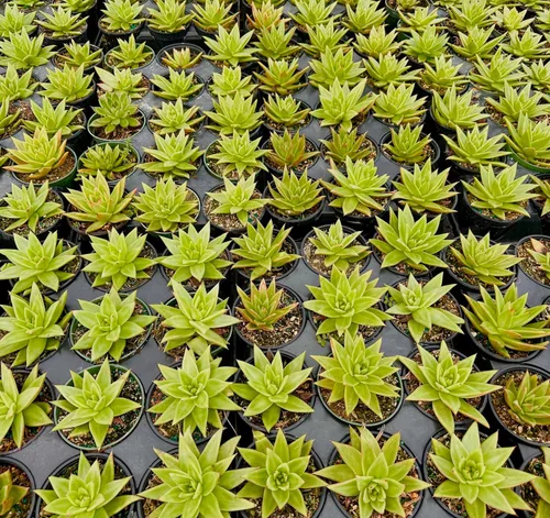 Vista 4 de ragnaroc Plantas suculentas vivas – Echeveria Agaviodes Ebony, enraizadas en maceta de 4 pulgadas – 1 unidad – Llegada viva garantizada – Plantas