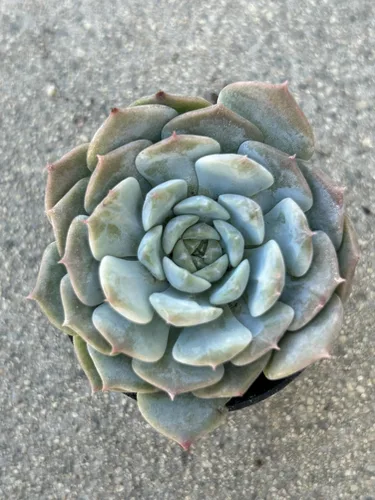 Vista 4 de Echeveria Snow Fairy - Planta suculenta viva, maceta de 2 pulgadas, azul verdoso con puntas rosas, planta de interior decorativa para interiores