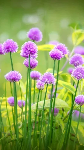Vista 4 de Cebollino Allium Schoenoprasum Semillas de jardín de hierbas de ajo silvestre para plantar alrededor de 100 semillas